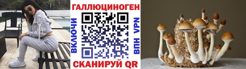 мега как зайти Балабаново Псилоцибиновые грибы Psilocybine cubensis